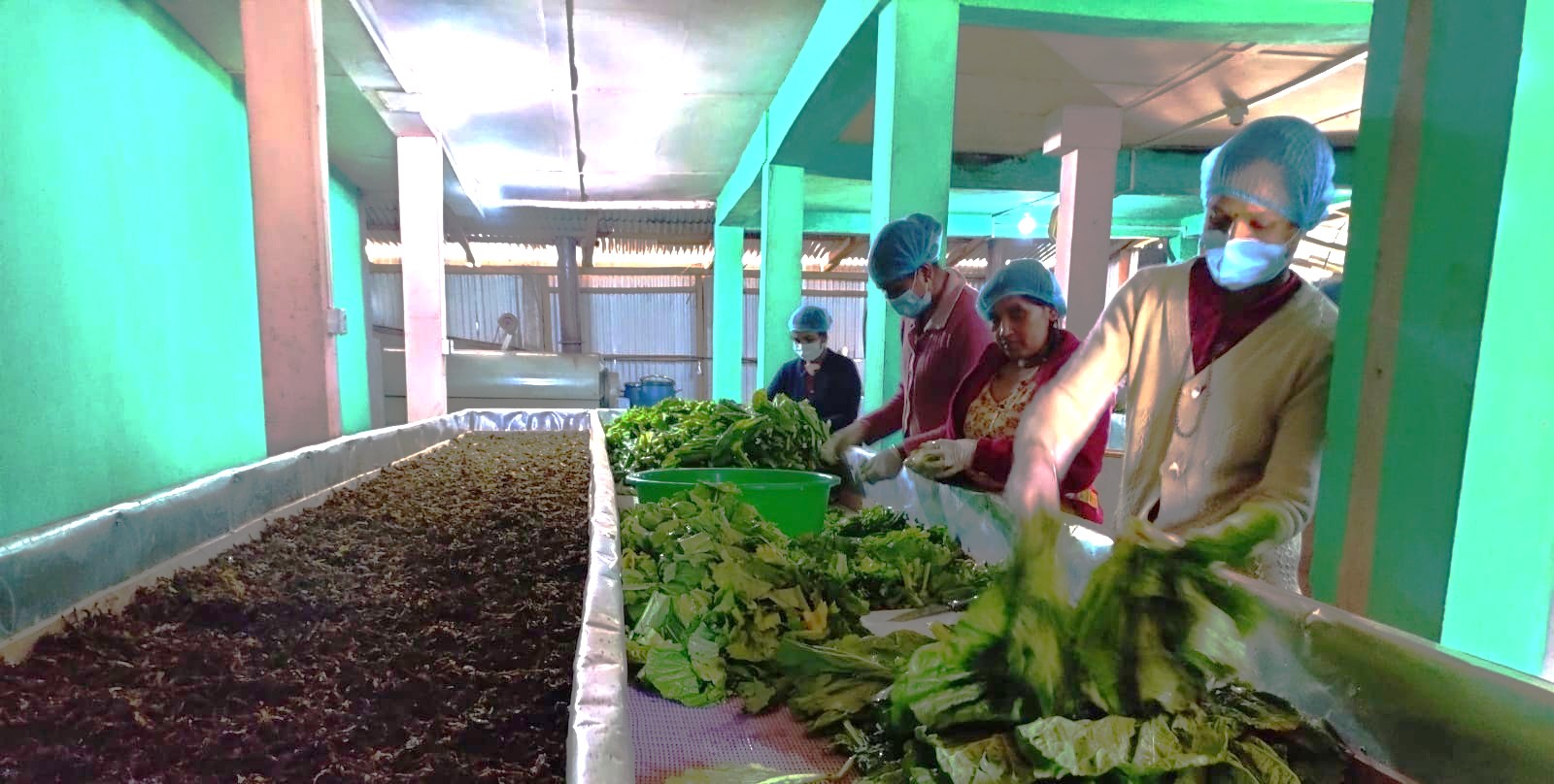 इलामको रोङ गाउँपालिकाको गुन्द्रुक बनाउने उद्योग।